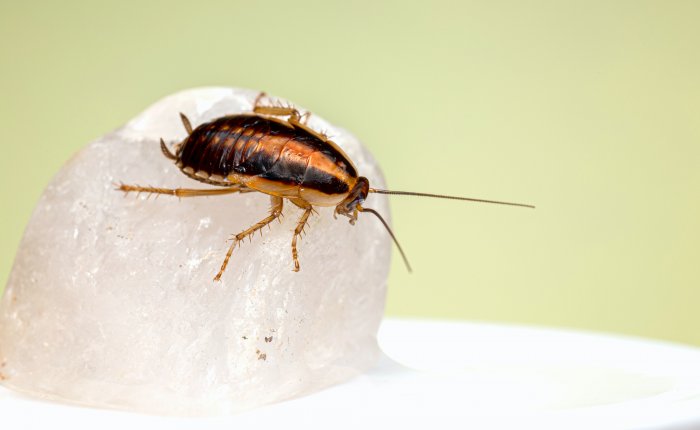 Огромные тараканы: откуда берутся и как бороться